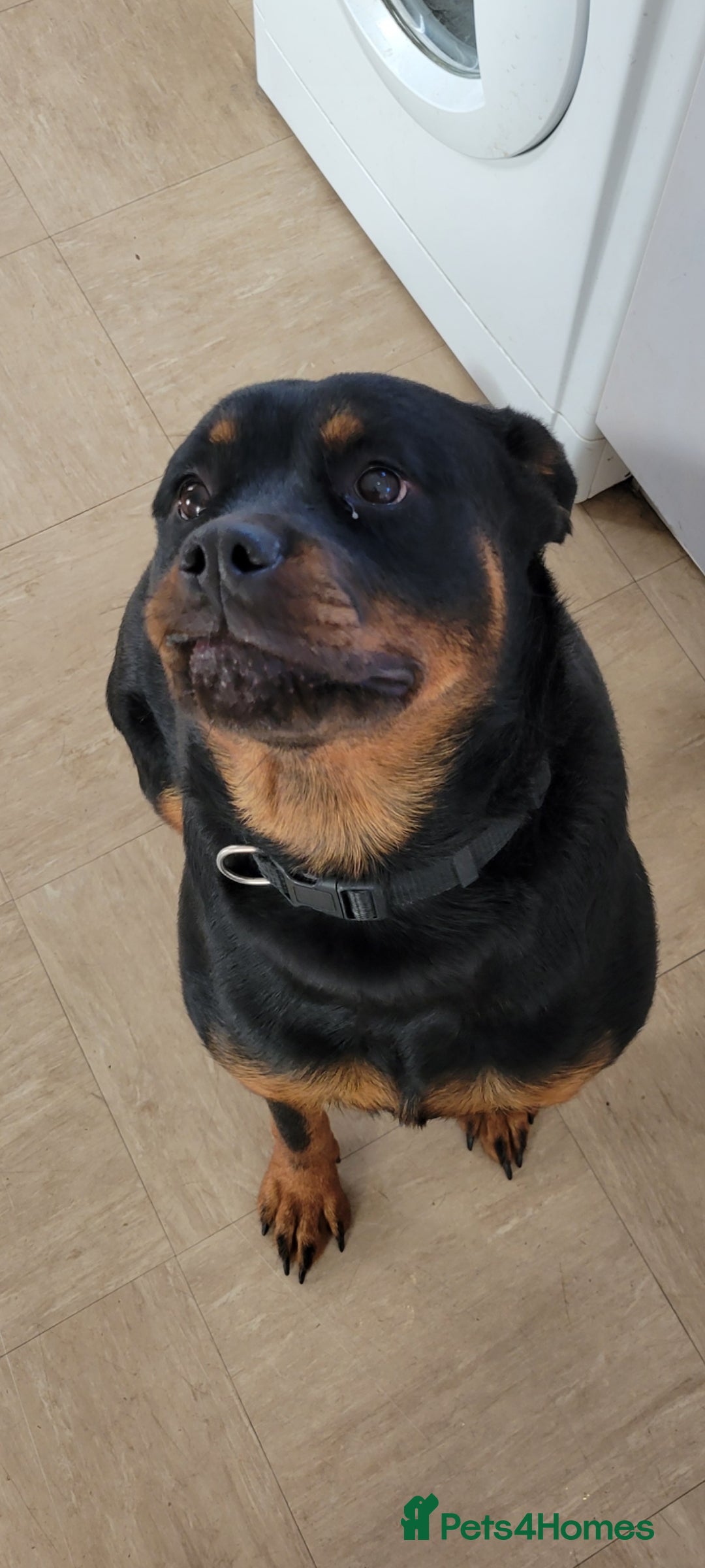 Rottweiler dogs for sale: rottweiler cross - Image 3
