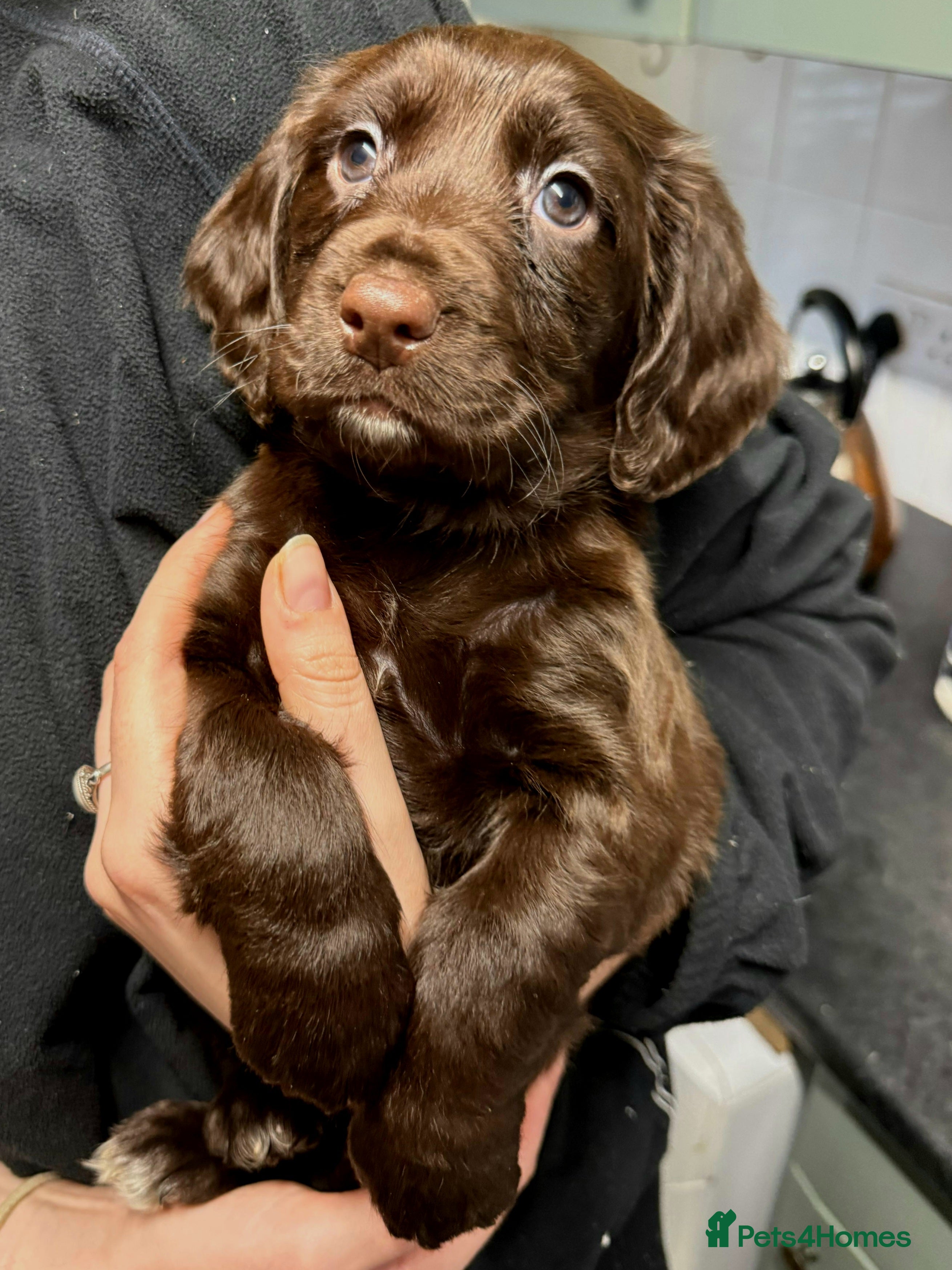 Cocker Spaniel dogs Chunky chocolate cocker spaniel puppies - Advert 5