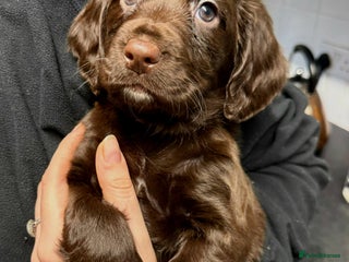 Cocker Spaniel dogs *only 2 boys left chocolate cocker spaniel puppies - Advert 6