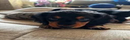 Dachshund dogs for sale: Miniature Dachshund Puppies Read Soon  - Advert 6