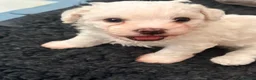 Cavachon dogs for sale: Cavachon Puppies Looking for Their 4ever Homes ❤️ in Cookstown - Advert 16