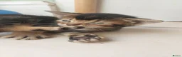 Mixed Breed cats for sale: Beautiful kittens 😸  - Advert 8