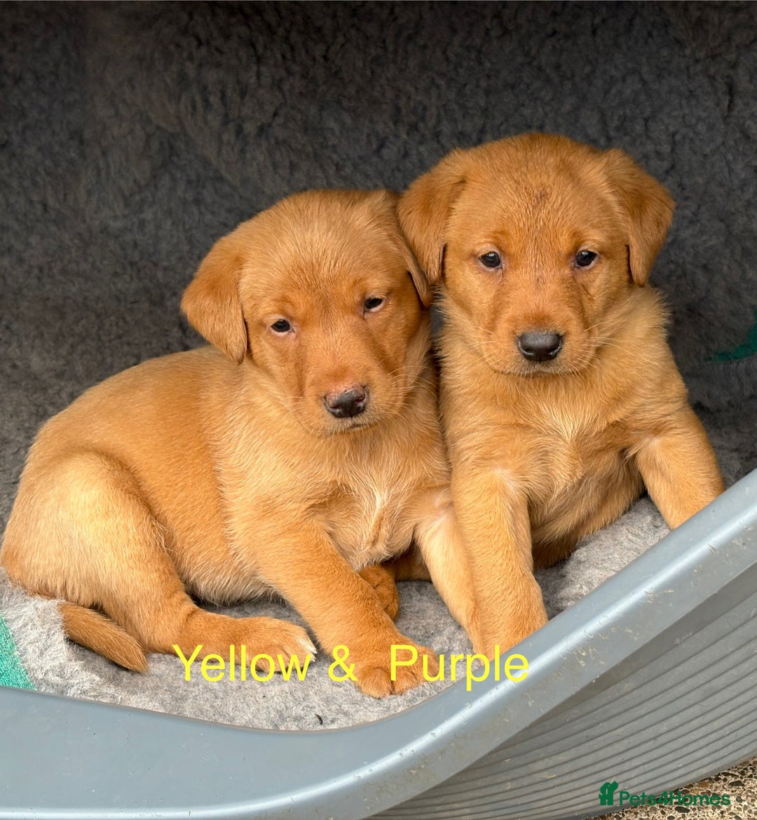 Labrador Retriever dogs for sale: Beautiful KC Fox Red Labs 0/0 hip/elbow mum & dad - Image 6