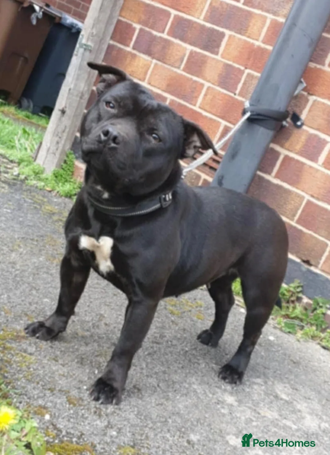 Staffordshire Bull Terrier dogs for sale: Top Quality Blues & Brindles – Health Tested - Advert 1