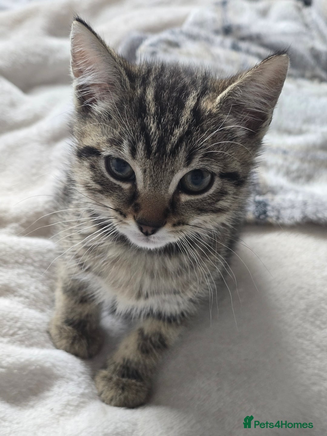 Mixed Breed cats for sale: 3 Beautiful Male Tabbies for Sale - Image 4