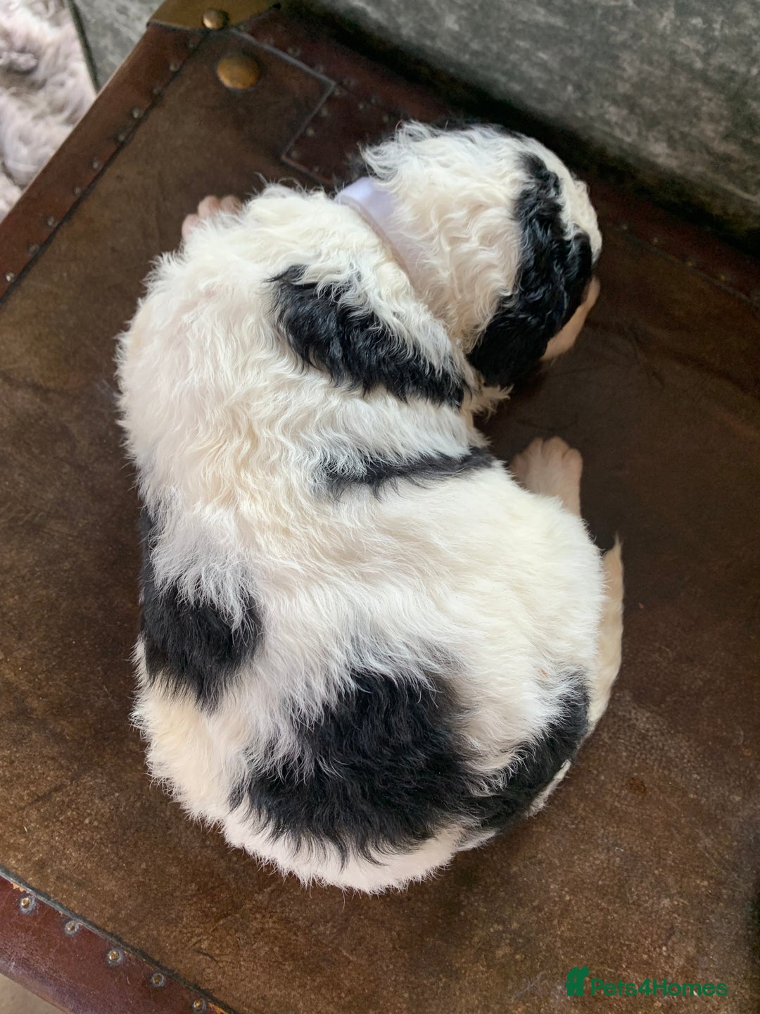 Bernedoodle dogs for sale: Standard Size Bernedoodle  - Image 16