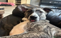 Mixed Breed dogs for sale: Bears looking for a loving new home - Image 3