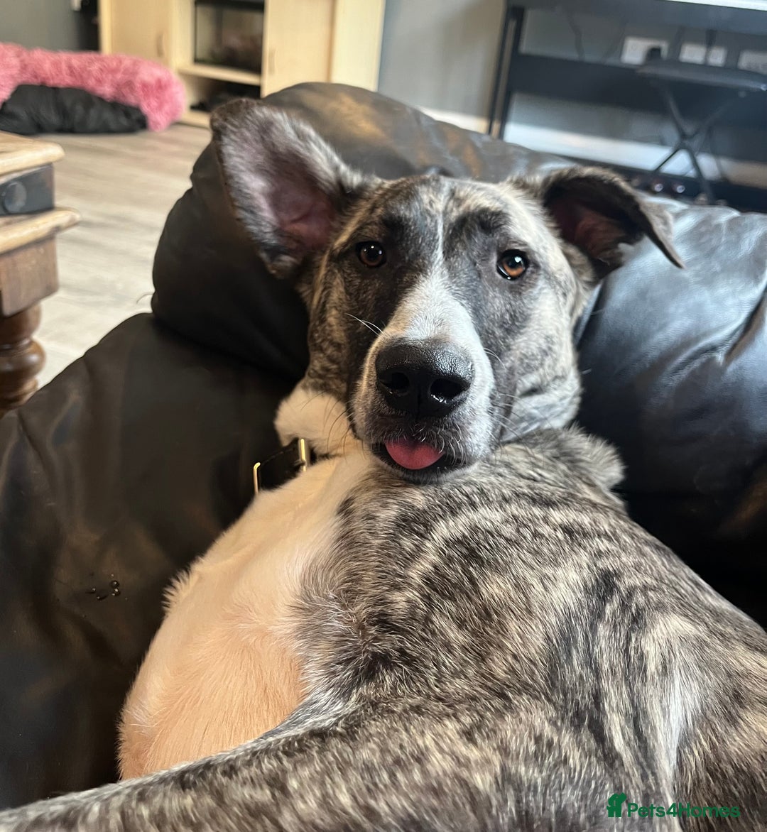 Mixed Breed dogs for sale: Bears looking for a loving new home - Image 3