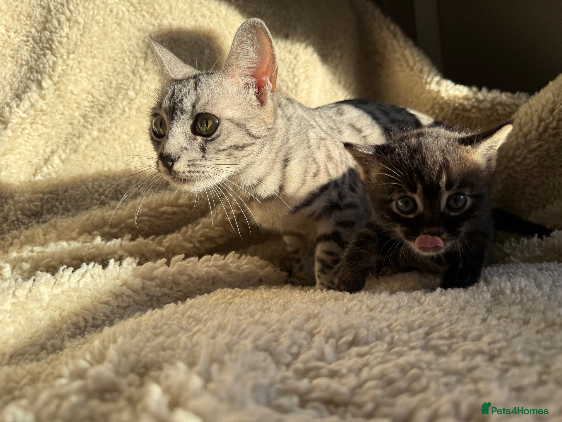 Bengal cats  STUNNING BENGAL KITTENS   - Advert 1