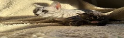 Bengal cats for sale:  STUNNING BENGAL KITTENS   - Advert 1