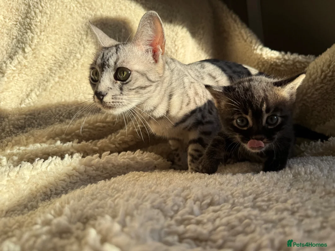 Bengal cats for sale:  STUNNING BENGAL KITTENS   - Advert 1