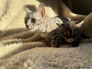 Bengal cats STUNNING BENGAL KITTENS - Advert 1