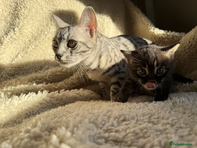 Bengal cats STUNNING BENGAL KITTENS - Advert 15
