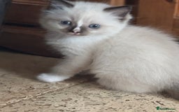 Ragdoll cats for sale: 2 Quality Ragdolls DNA tested in Loughborough - Image 15