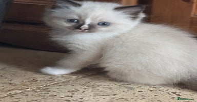 Ragdoll cats in Loughborough - Advert 5