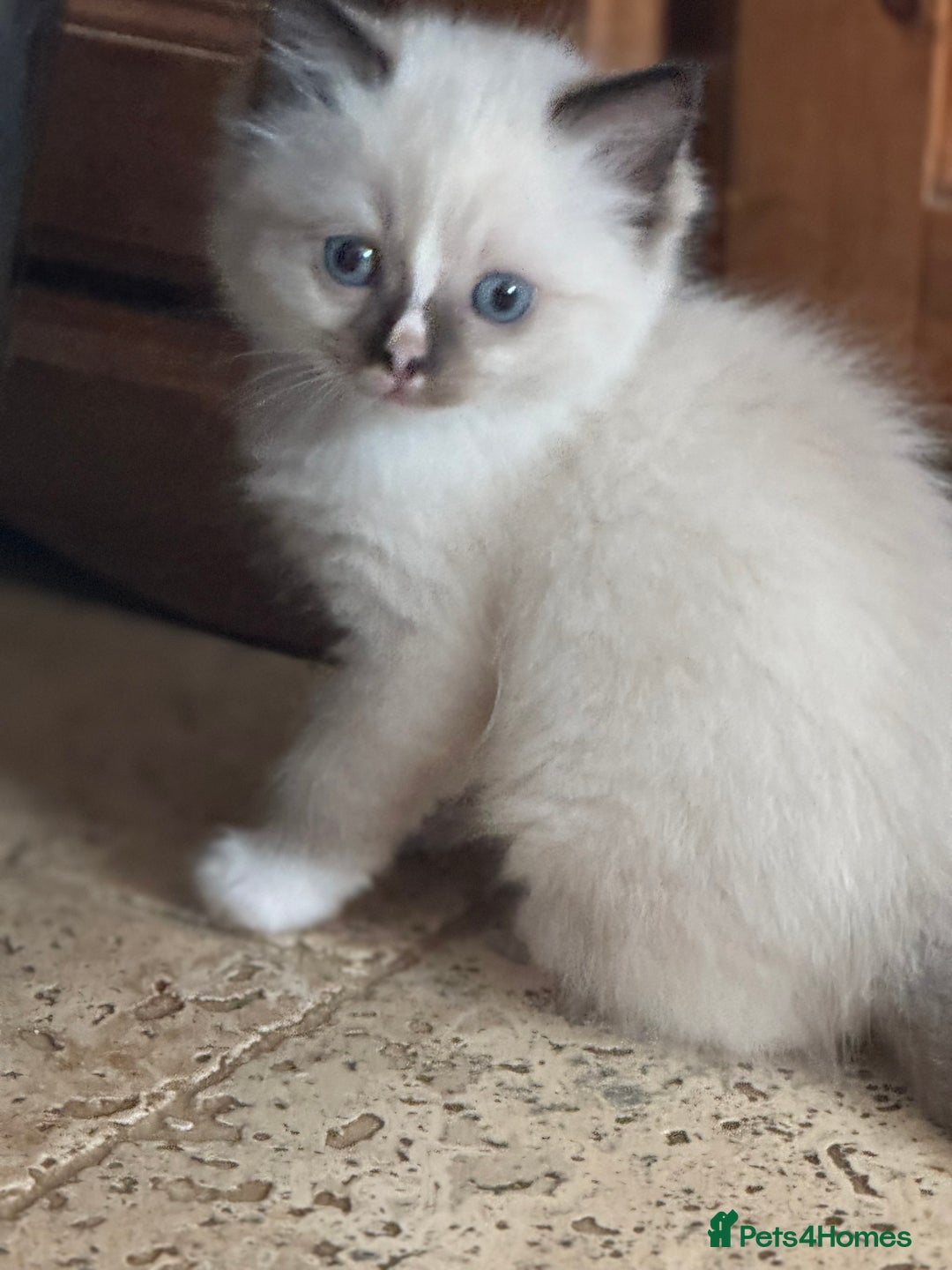 Ragdoll cats for sale: 2 Quality Ragdolls DNA tested in Loughborough - Image 15