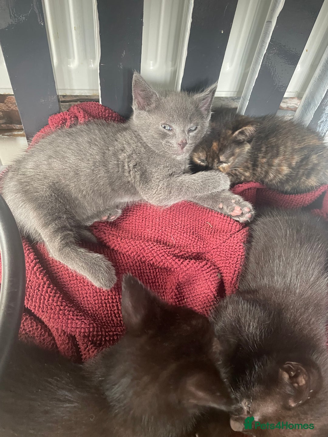 Mixed Breed cats for sale: 4 beautiful mixed / BSH kittens  - Image 1