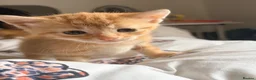 Domestic Shorthair cats for sale: 3 ginger and white boy kittens  in Cumnock - Advert 22