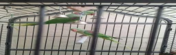Mixed Breed birds for sale: Birds in Edgware - Advert 6
