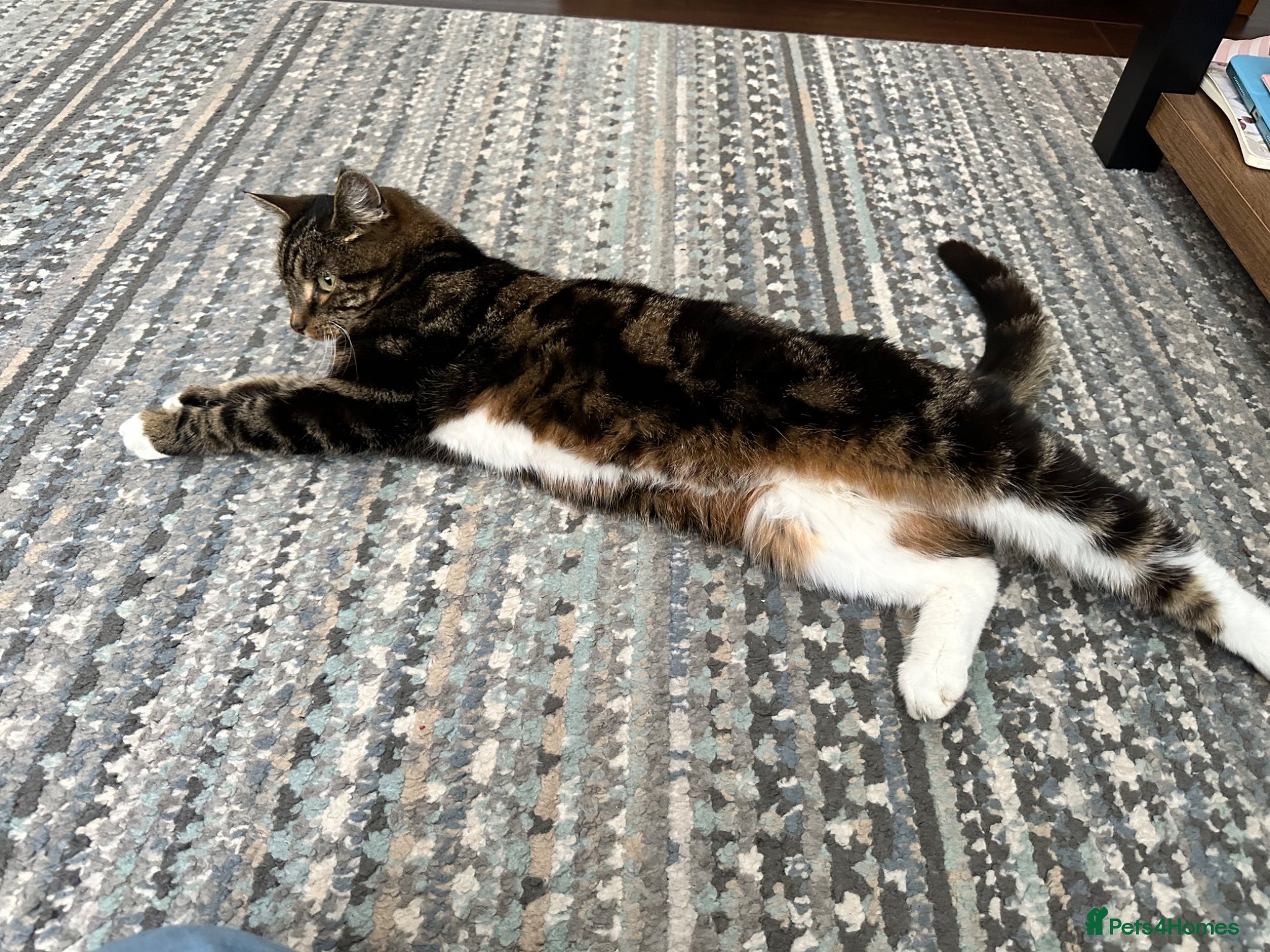 Mixed Breed cats Bailey needs a loving home - Advert 1