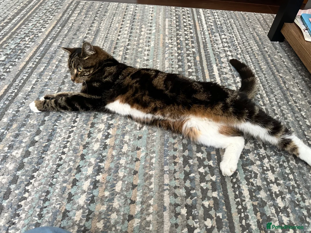 Mixed Breed cats for adoption: Bailey needs a loving home in Basingstoke - Advert 1