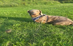 Dachshund dogs for sale: Lovely dachshund looking for a new home  - Image 1