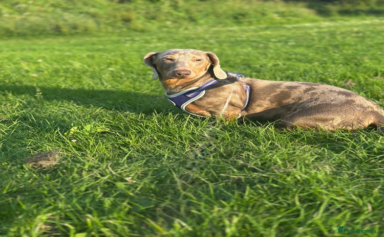 Dachshund dogs - Advert 7