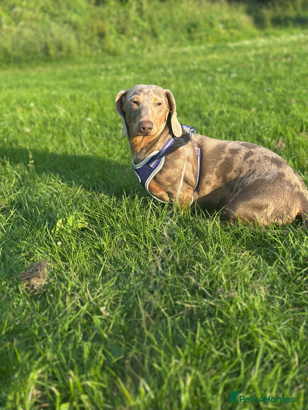 Dachshund dogs for sale: Lovely dachshund looking for a new home  - Image 1