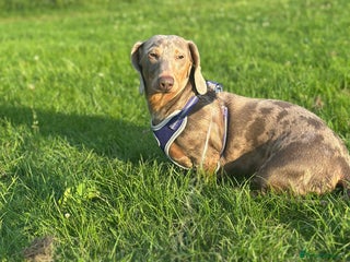 Dachshund dogs for sale - Advert 1