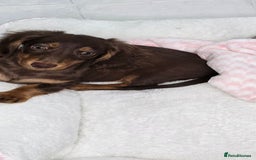 Miniature Dachshund dogs for sale: Miniature Dachshund - Image 2