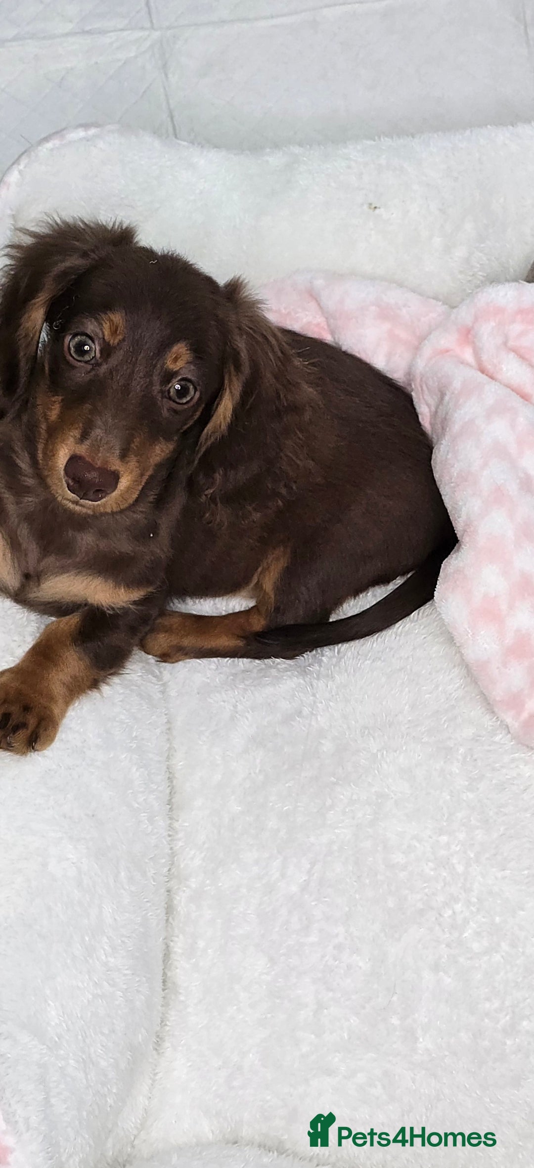 Miniature Dachshund dogs for sale: Miniature Dachshund - Image 2