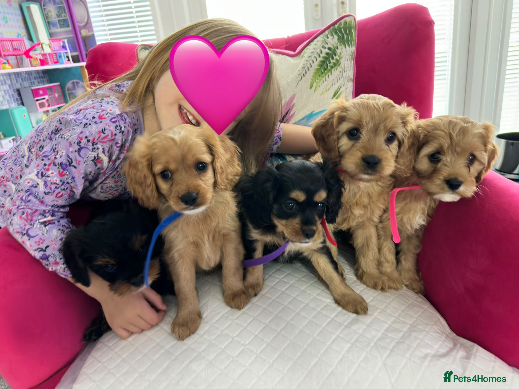 Cavapoo dogs Adorable Cavapoo puppies - Advert 17