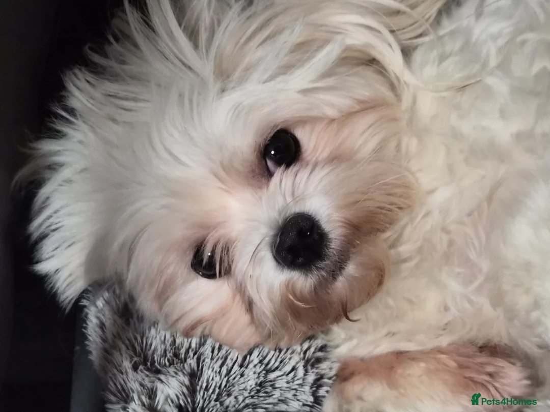 Maltese dogs for sale: 💝Maltese little girl💝 - Advert 5