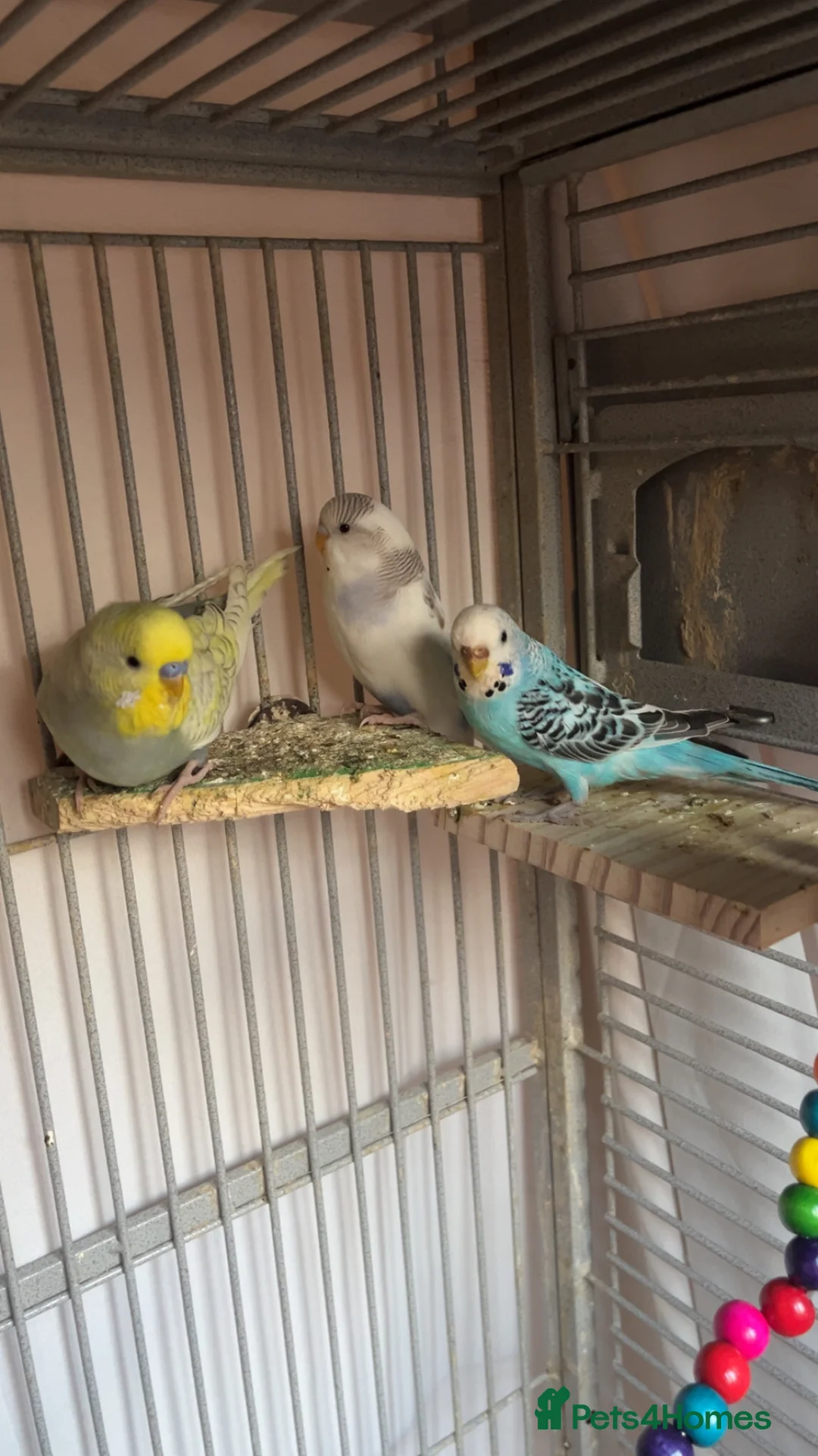 Budgerigars birds for sale: Male and female budgies - Advert 2