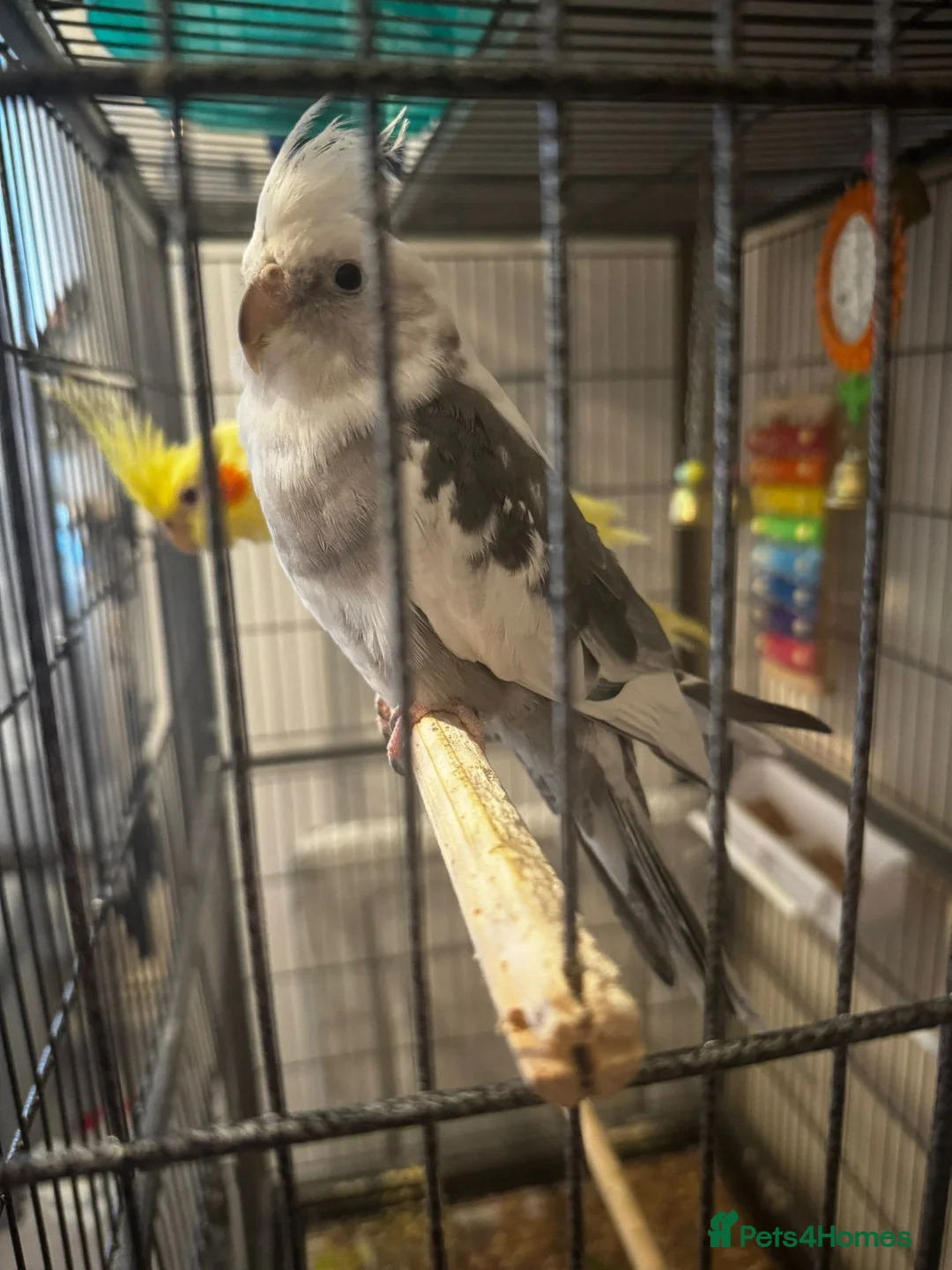 Cockatiels birds for sale: two cockatiels male and female bonded - Advert 8