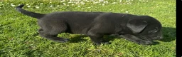 Labrador Retriever dogs for sale: Gorgeous Chunky LABRADOR Puppies in Fleetwood - Advert 12