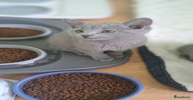 Russian Blue cats - Advert 2
