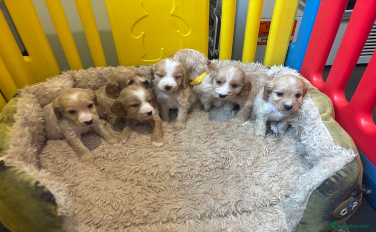 Cockapoo dogs - Advert 4