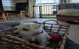 Miniature Schnauzer dogs for sale: Adorable white schnauzer puppy-last one left now  - Image 9