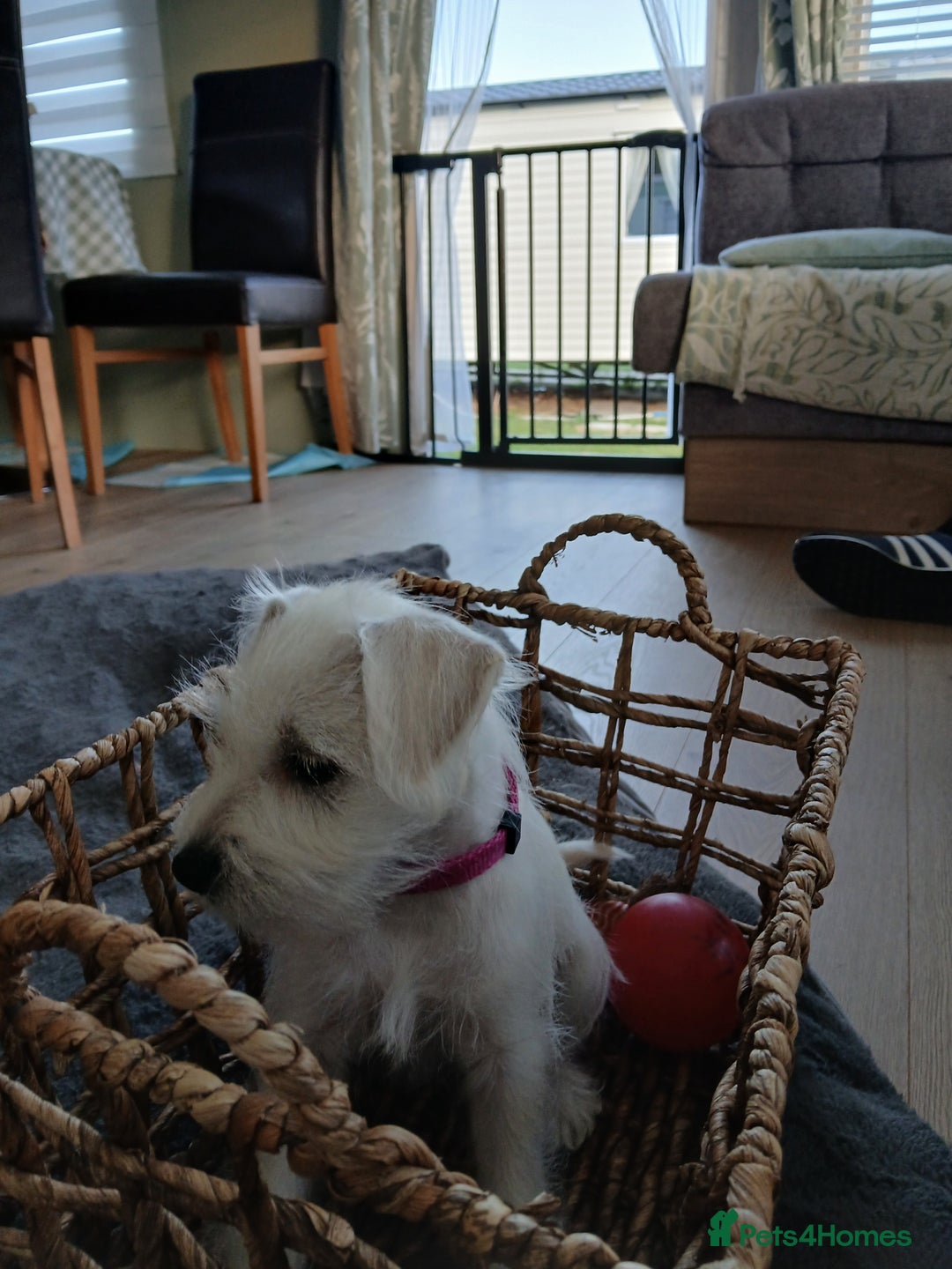 Miniature Schnauzer dogs for sale: Adorable white schnauzer puppy-last one left now  - Image 9