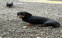 Dachshund dogs for sale: 2 dachshund sisters black & tan kc registered - Image 3