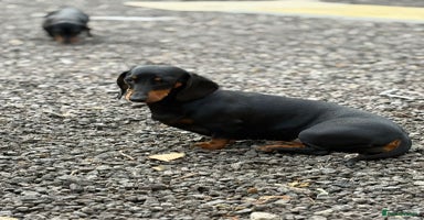 Dachshund dogs - Advert 2