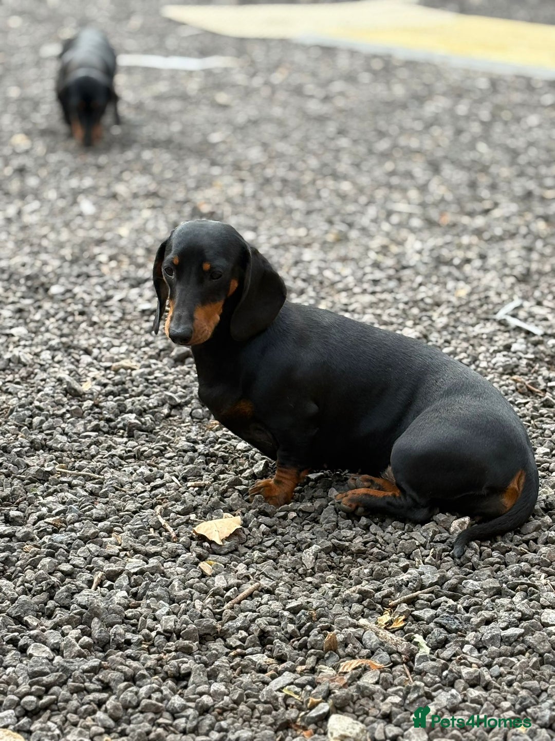 Dachshund dogs for sale: 2 dachshund sisters black & tan kc registered - Image 3
