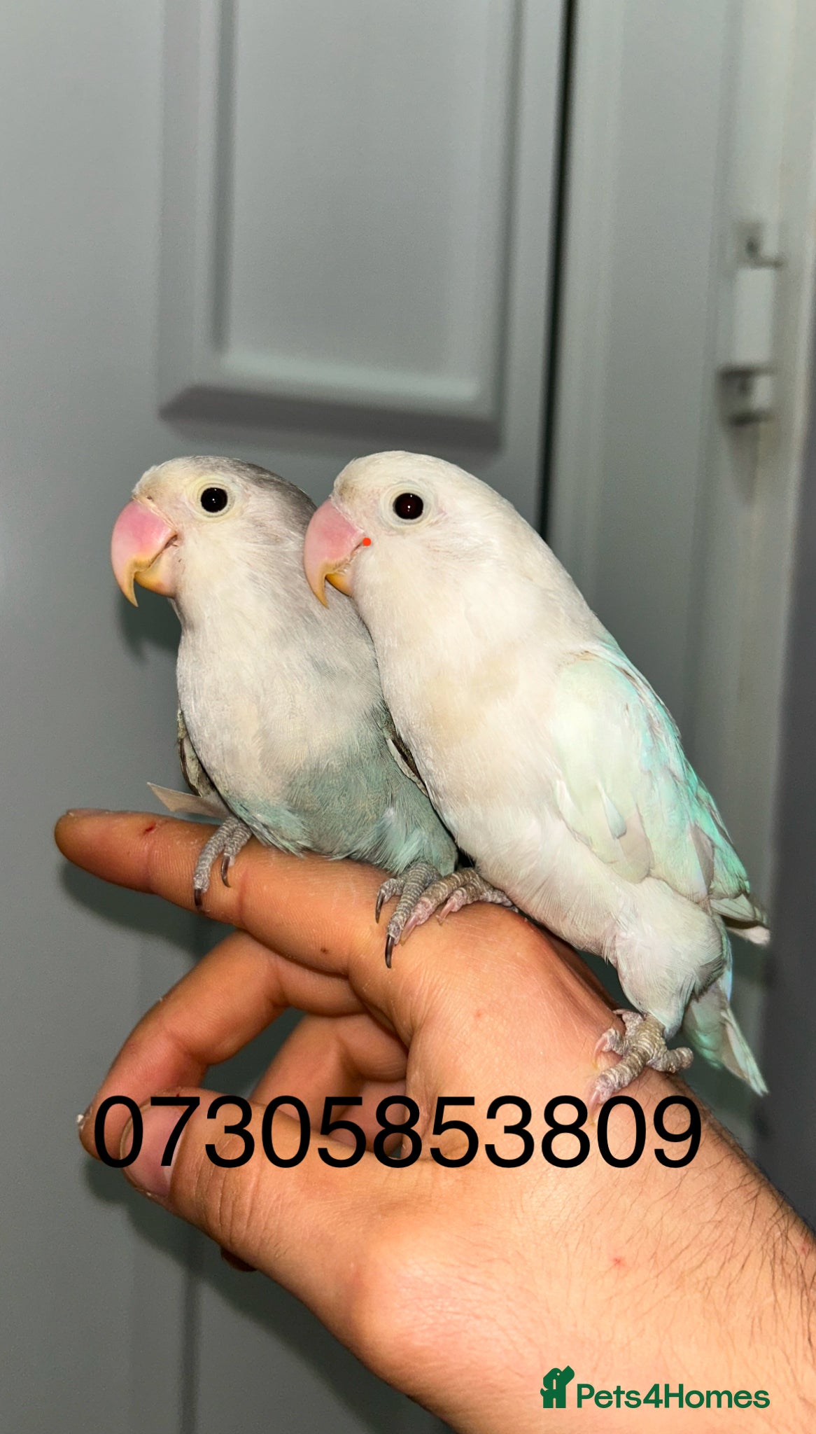 Lovebirds birds proven breeding pair opaline tamed lovebirds  - Advert 21