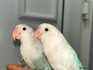 Lovebirds birds proven breeding pair opaline tamed lovebirds - Advert 2