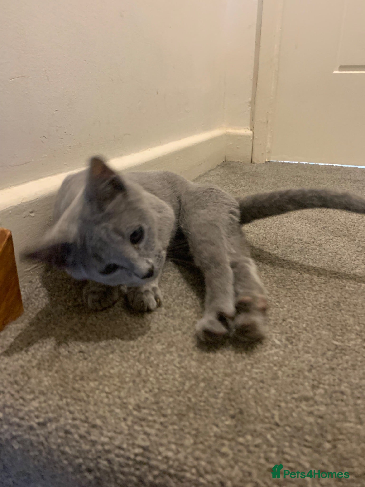 Russian Blue cats Championship and GCCF Russian blue kittens  - Advert 2