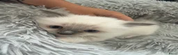 Ragdoll cats for sale: Kitten Ragdoll cat blue point  - Advert 8