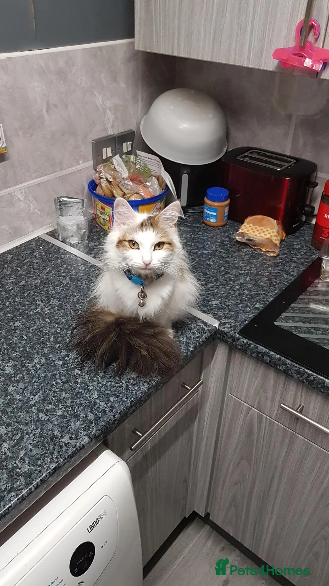 British Shorthair cats for sale: beautiful tabby kitten - Advert 1