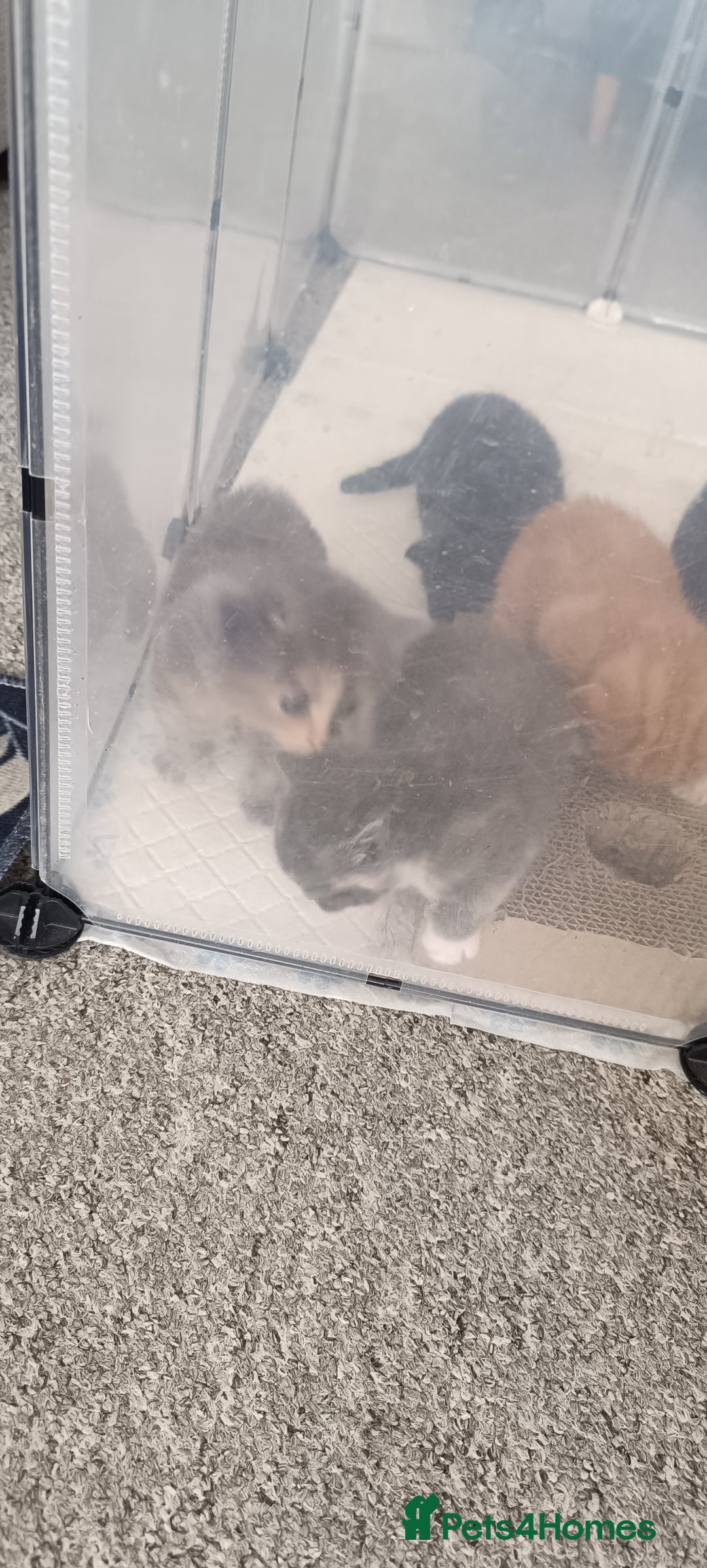 Mixed Breed cats for sale: Gorgeous kittens  - Image 6