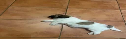 Malshi dogs for sale: Malshi puppies for sale - Advert 6